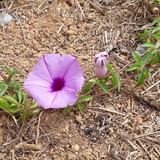 Kátia Regis Albuquerque