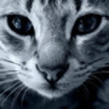 Selva jathan G Nunes