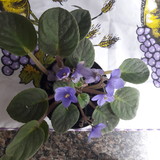 Adriana Aparecida Rodrigues Lima Pires