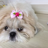 Elaine Cristina de C Silva Valverde