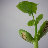 Semeando Amor Personalizados