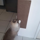 Arranhadores Artesanai