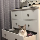 Débora Cristina Pereira