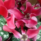 Elaine Regina de Macedo Lira