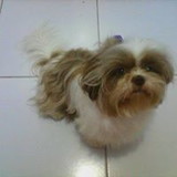 Claudia Celli Mendonça