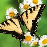 Daniela Aparecida de Souza