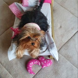 Joceli de Lima Bocorny