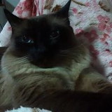 Ana Maria Rios Camargo