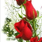 Valdinéia da rocha de souza