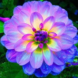 Helayne Alves de Oliveira