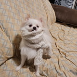 Anelise Coutinho Ribeiro Veiga