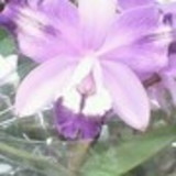 ligéia sueli nascimento firmino