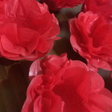 Nathalia do Amaral Freitas