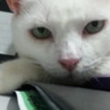 Rosane Nogueira Xavier