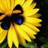 ANA PAULA CUNHA AOKI