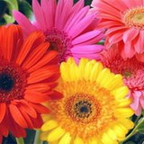 Simoni Cardoso Rocha