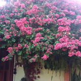 Fatima Rosane Borges Souza