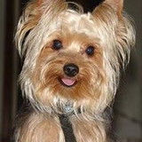 Ateliê Lira Moda Pet