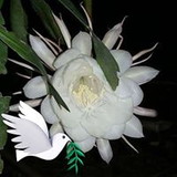 Natalina Pereira Pessoa Pessoa