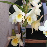 Maísa F M Norcia Guizelini