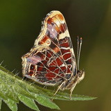 Evânia Alves da Silva