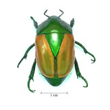 Charles Martins de Oliveira