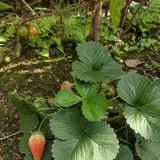 Janine Rocha Silvério