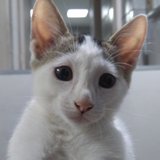 Lucas Raphael Cavalcanti Ferreira