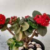 ize mazzuco dallabrida