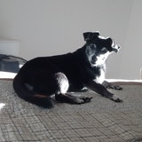 Diana Bantim Moreira Azevedo Soares