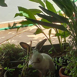 Camila Keiko Tashiro de Oliveira Silvestre