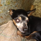 Larissa Faria de Souza