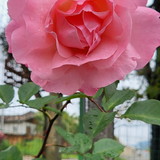 Meiridiane Antonio dos Santos