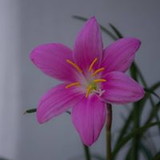 Sonia Duboc Guimarães