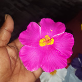 Elisandra silva santos