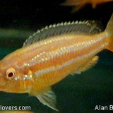 Manoel Costa Moreira Junior