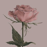 Maria Aldivania Alves Nunes