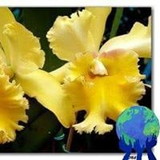 marilenethereza p simoes