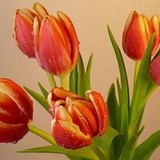 Vanilda Felício Lopes