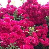 Aureliana Soares da Silva