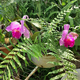 Marley Suelen de Castro Costa