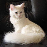 MARIA LUCIA PEREIRA DE RESENDE