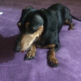 Vivian Aparecida Cunha Conceiçao