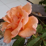 Andreia Cibele Lacerda Leite