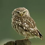 EDUARDO GOMES DA SILVA