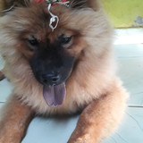 DAIANE ALVES ABRENHOSA