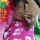 Ana Paula Rodrigues Martini