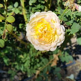 Débora Cunha Cutrim Penha Freitas