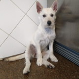 José Lopes Correia Cordeiro