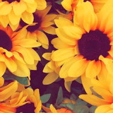 Bruna Fernanda Barbosa do Santos